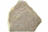 Polished Dinosaur Bone (Gembone) Slab - Morocco #214030-3